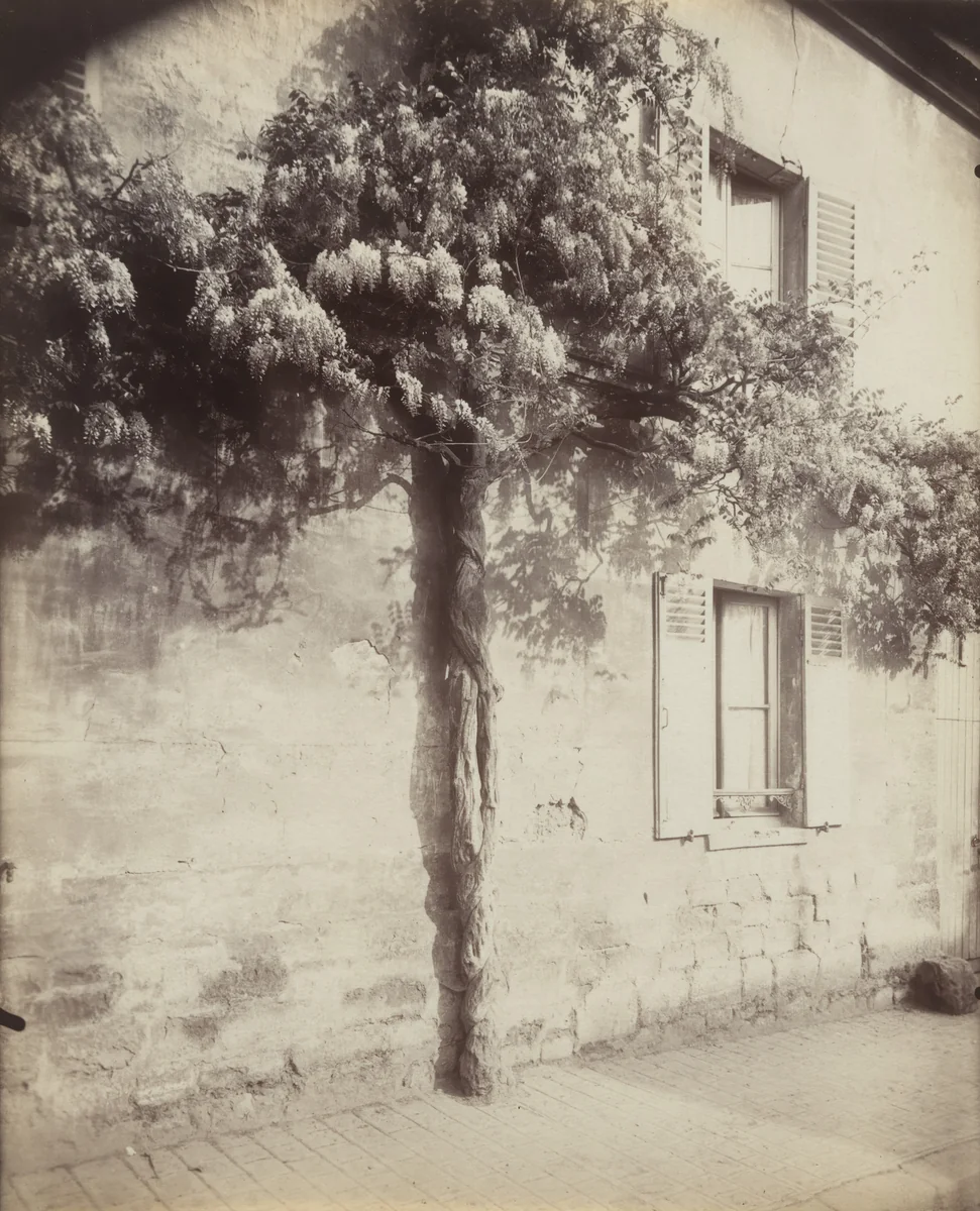 Châtillon, Glycine by Eugène Atget, photograph, 1919