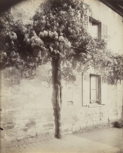 Châtillon, Glycine by Eugène Atget, photograph, 1919