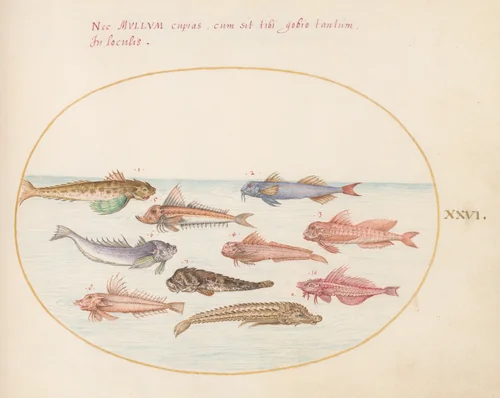 Plate 26: Gurnards, Dragonets, and Other Fish by Joris Hoefnagel, drawing, 1570-1599