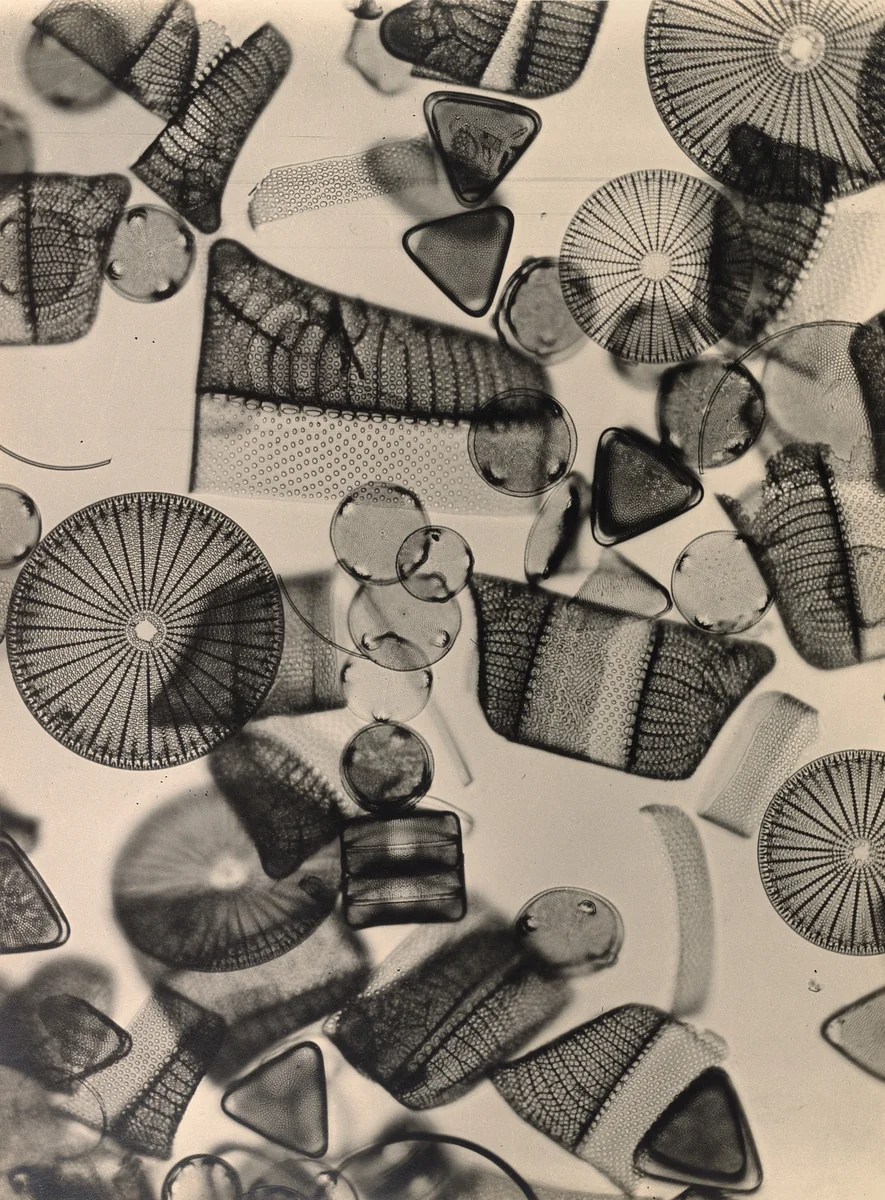 Deep Sea Mud 380/1 by August Kreyenkamp, photograph, 1930