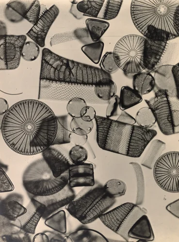 Deep Sea Mud 380/1 by August Kreyenkamp, photograph, 1930