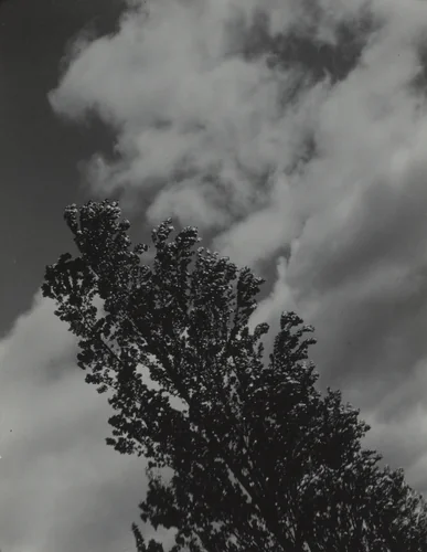 Songs of the Sky and Trees by Alfred Stieglitz, photograph, 1923