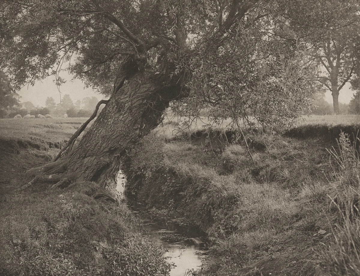 A Willow Grows Aslant The Brook by James Leon Williams, photograph, 1894