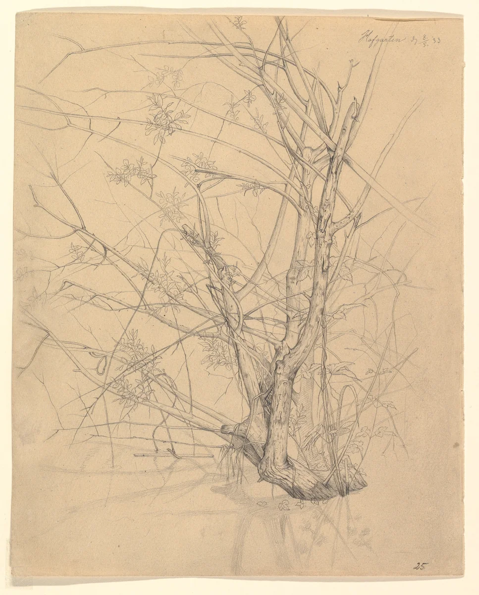 Study of a Tree Standing in Water in the Düsseldorf Hofgarten; verso: Studies of Plants by Johann Wilhelm Preyer, drawing, 1833