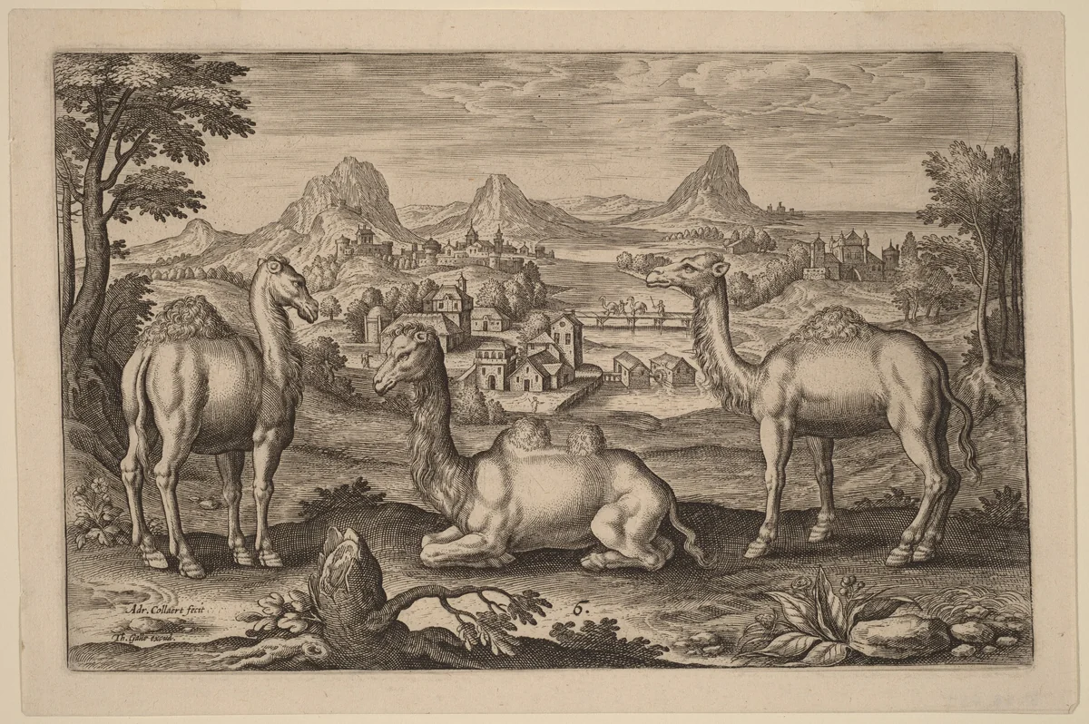 Two Dromedaries and a Camel by Adriaen Collaert, print, 1592-1602