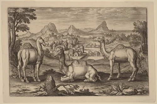 Two Dromedaries and a Camel by Adriaen Collaert, print, 1592-1602