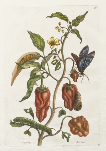 Histoire générale des insects de Suriname et de toute l'Europe: Vol I, No. 55 - Poivre d'inde by Maria Sibylla Merian, print, 1771