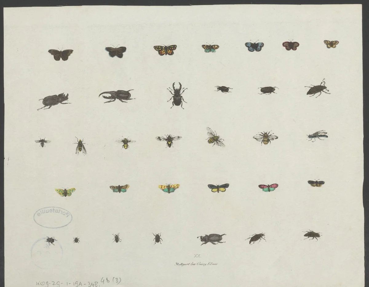 Vlinders, kevers en bijen by anonymous, print, 1794-1863