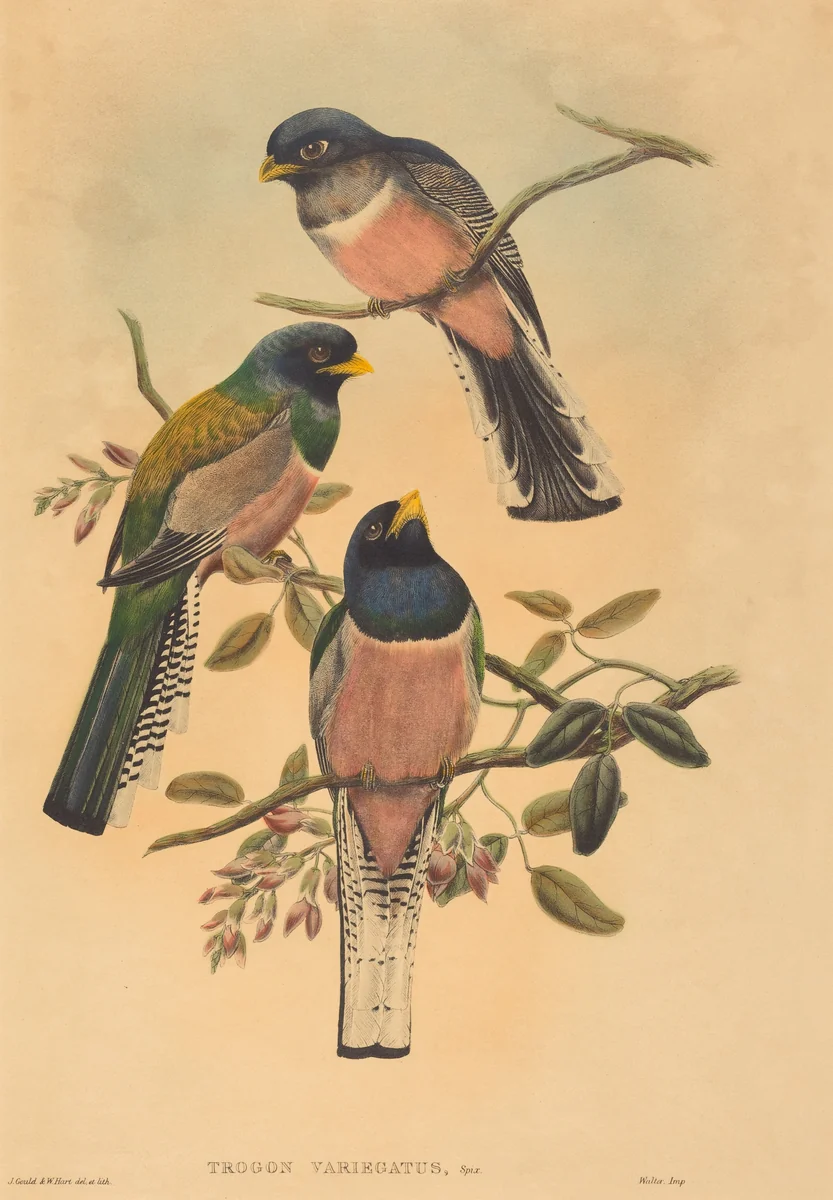 Trogan variegatus by John Gould, print, 1836-1838