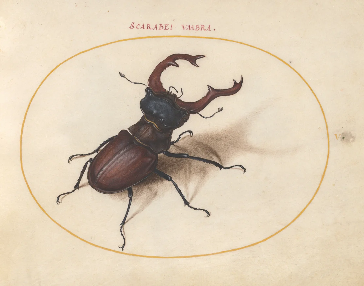 Plate 5: Stag Beetle by Joris Hoefnagel, drawing, 1570-1599