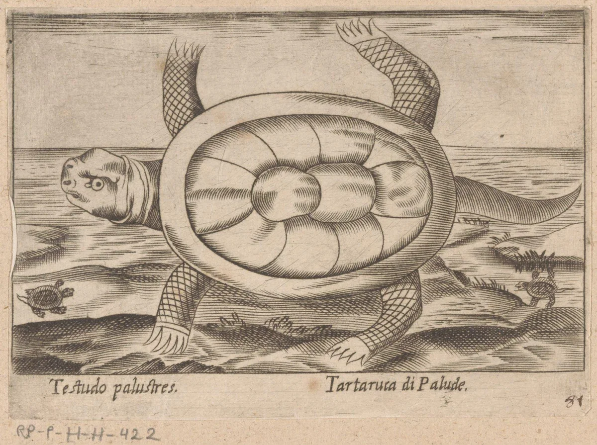 Moerasschildpad by Antonio Tempesta, print, 1565-1630