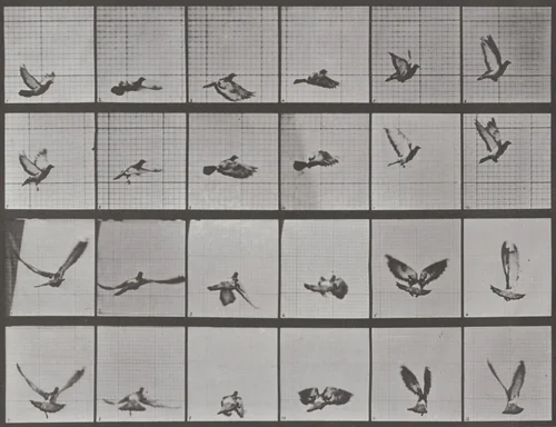 Plate Number 757. Pigeon flying by Eadweard Muybridge, photograph, 1887