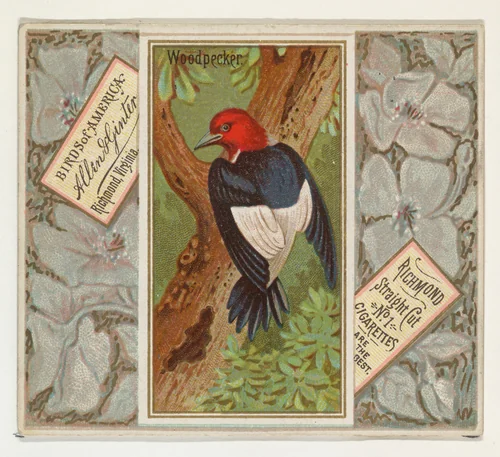 Woodpecker, from the Birds of America series (N37) for Allen & Ginter Cigarettes by Allen & Ginter, print, 1888