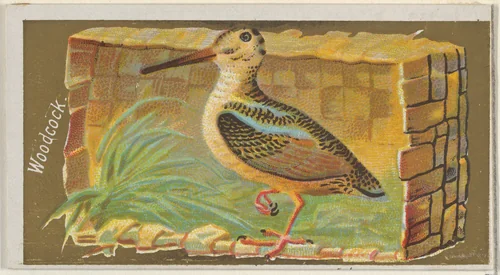 Woodcock, from the Game Birds series (N13) for Allen & Ginter Cigarettes Brands by Allen & Ginter, print, 1889
