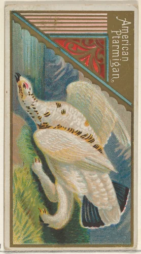 American Ptarmigan, from the Game Birds series (N13) for Allen & Ginter Cigarettes Brands by Allen & Ginter, print, 1889