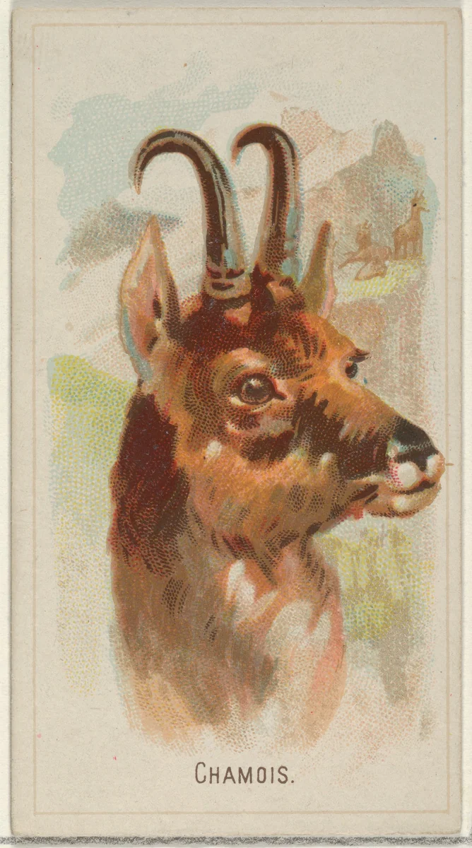 Chamois, from the Wild Animals of the World series (N25) for Allen & Ginter Cigarettes by Allen & Ginter, print, 1888