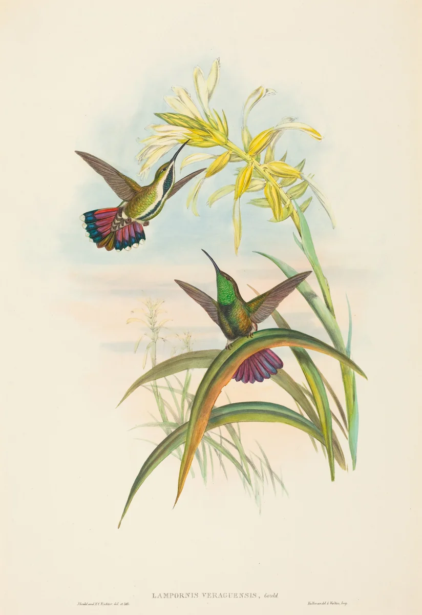 Lampornis veraguensis (Veraguan Mango) by John Gould, print, 1804-1881