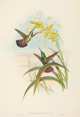 Lampornis veraguensis (Veraguan Mango) by John Gould, print, 1804-1881
