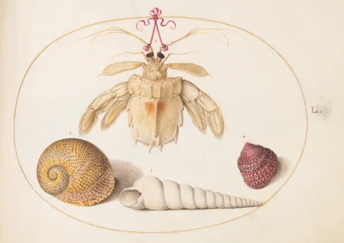 Plate 50: A Partial Mantis Shrimp with Tower Snail Shells by Joris Hoefnagel, drawing, 1570-1599