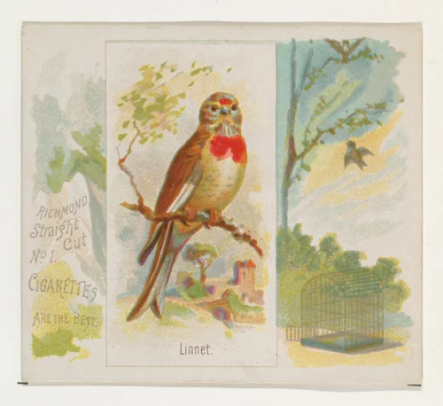 Linnet, from the Song Birds of the World series (N42) for Allen & Ginter Cigarettes by Allen & Ginter, print, 1890