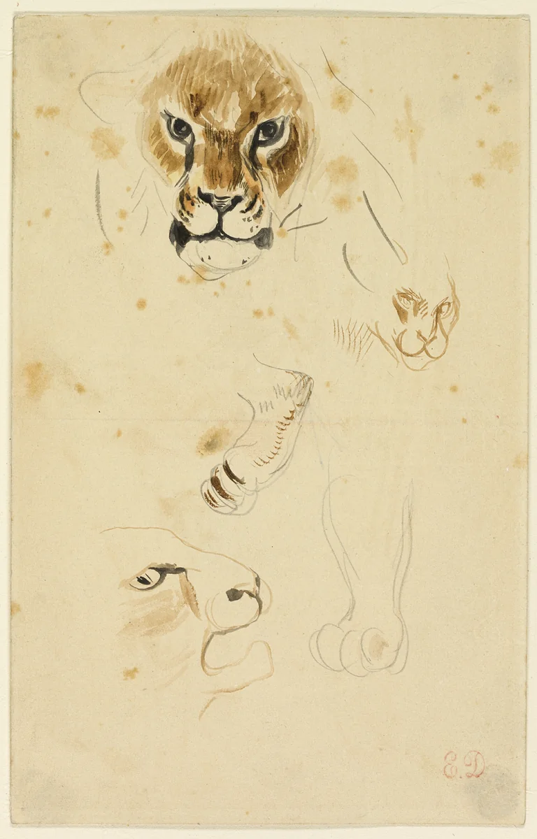 Heads and Paws of Lions by Eugène Delacroix, painting, 1818-1863