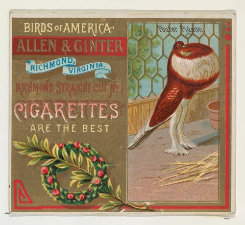 Pouter Pigeon, from the Birds of America series (N37) for Allen & Ginter Cigarettes by Allen & Ginter, print, 1888