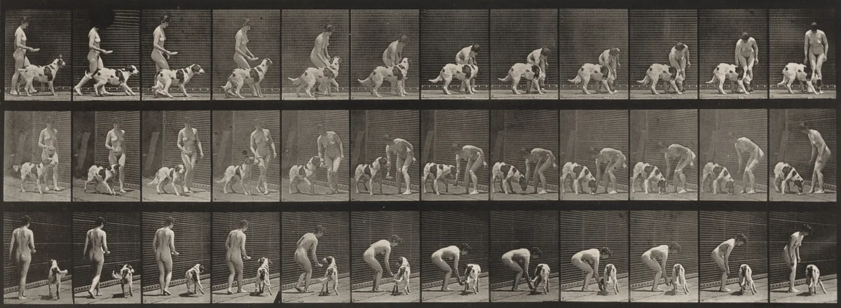 Plate Number 449. Feeding a dog by Eadweard Muybridge, photograph, 1887