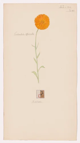 Calendula officinalis (Pot Marigold). Sheet 26 from the portfolio Nature Studies by Hilma af Klint, drawing, 1919
