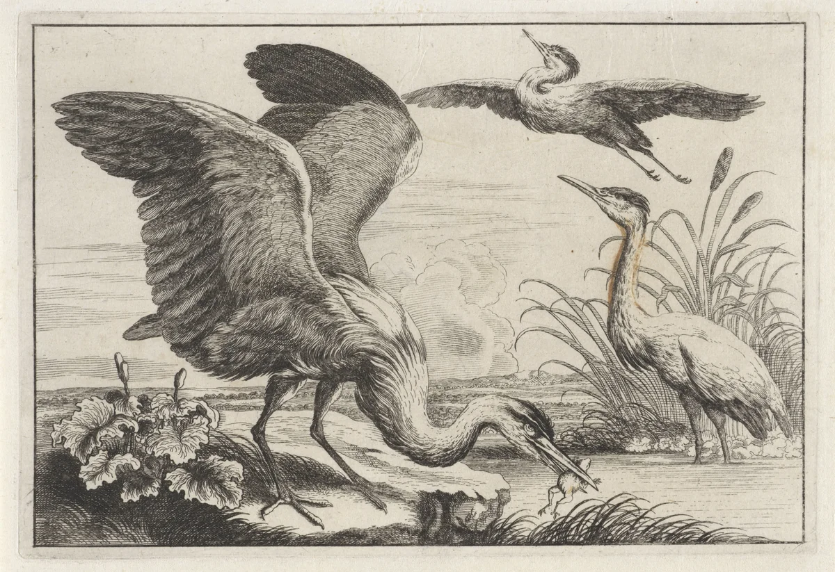 Drie reigers by anonymous, print, 1654-1712