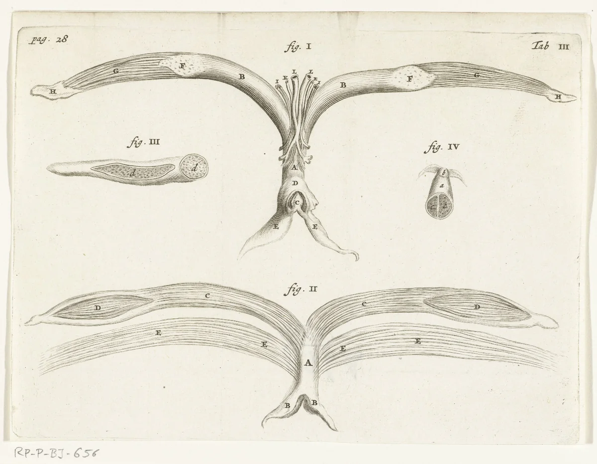 Anatomical Illustration of the female genitalia by Hendrik Bary, print, 1672