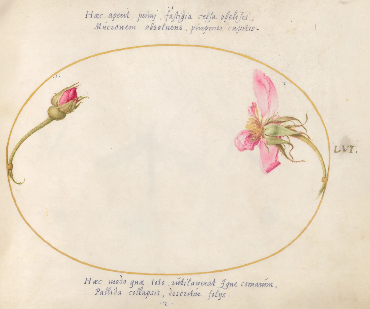 Plate 56: A Rosebud and a Disintegrating Pink Rose by Joris Hoefnagel, drawing, 1570-1599