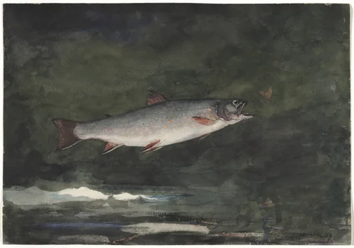 Leaping Trout by Winslow Homer, drawing, 1889
