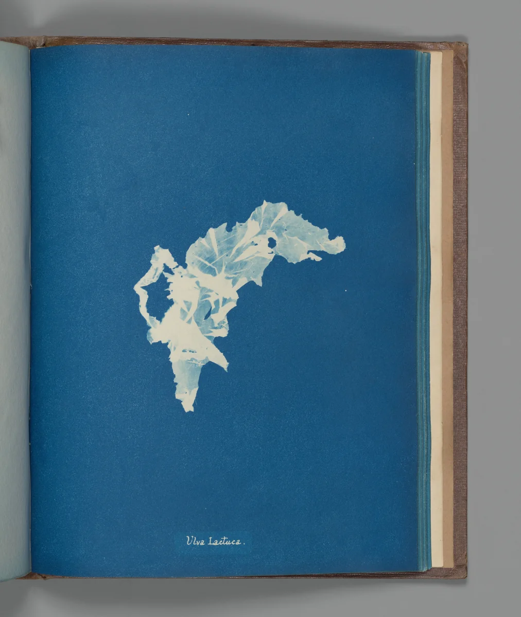 Ulva lactuca by Anna Atkins, photograph, 1851-1855