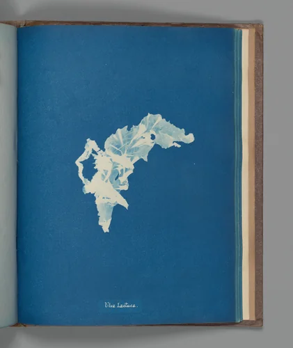 Ulva lactuca by Anna Atkins, photograph, 1851-1855