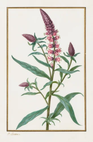 Untitled by Pancrace Bessa, drawing, 1828-1835