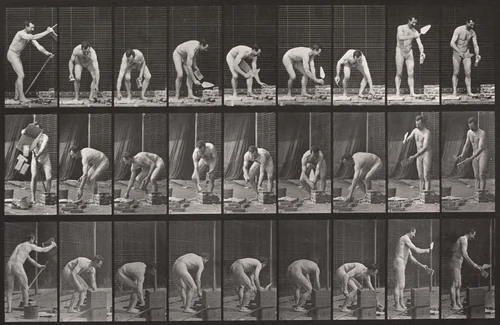 Bricklaying: Plate 505 from Animal Locomotion (1887) by Eadweard Muybridge, photograph, 1884