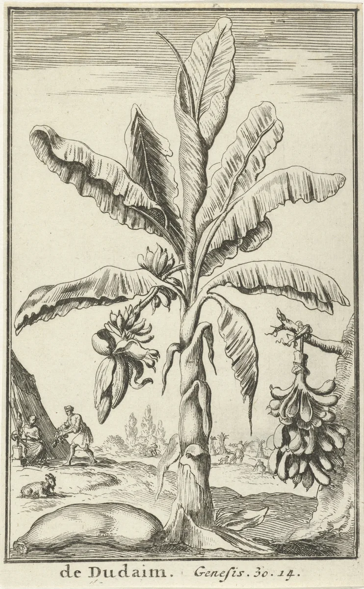 Boom met liefdesappels by Jan Luyken, print, 1683