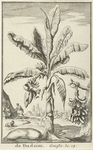 Boom met liefdesappels by Jan Luyken, print, 1683