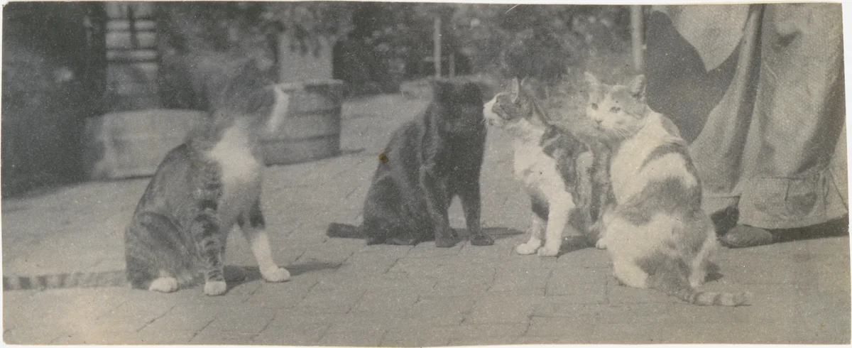 [Four Cats] by Thomas Eakins, photograph, 1893-1897