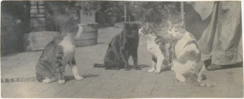 [Four Cats] by Thomas Eakins, photograph, 1893-1897