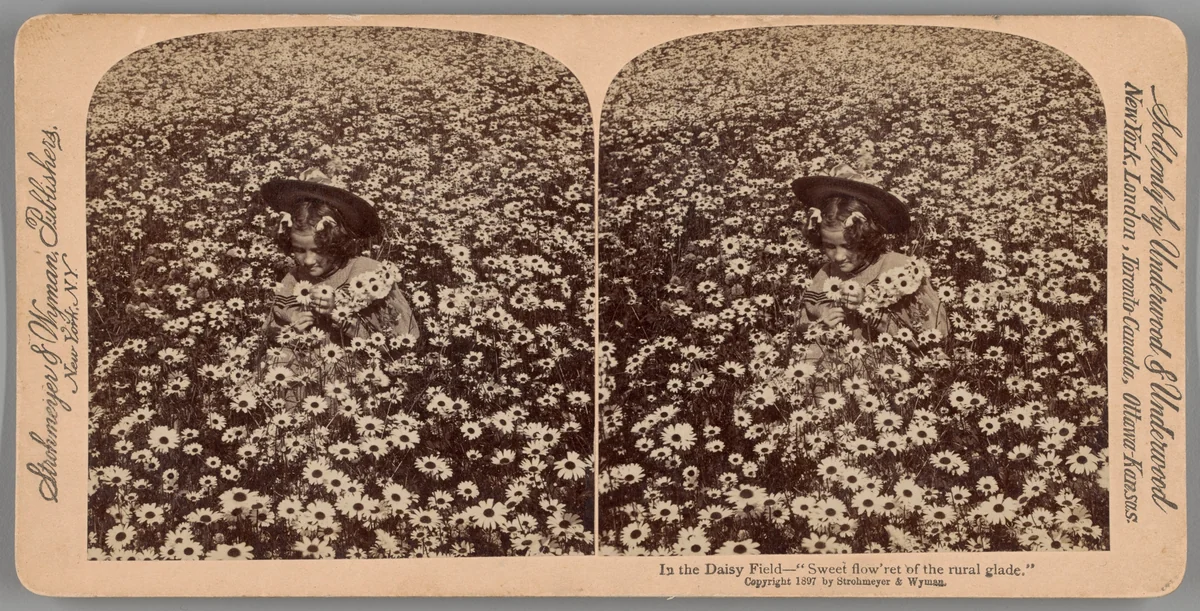 In the Daisy Field - "Sweet flow'ret of the rural glade" by Underwood & Underwood, photograph, 1987
