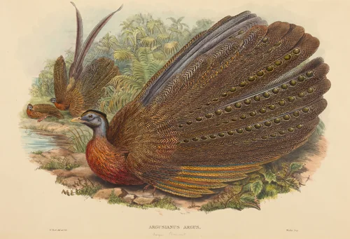 Argus Pheasant (Argusianus Argus) by W. Hart, print, 1850-1883