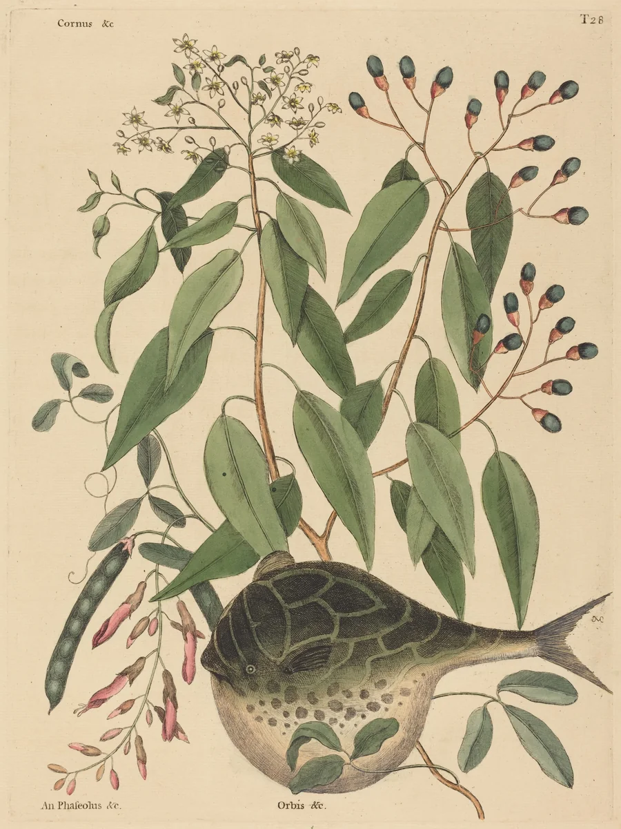 The Globe Fish (Tetrodon lagocephalus) by Mark Catesby, print, 1731-1743