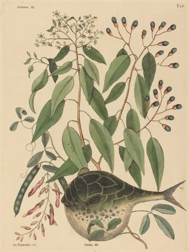 The Globe Fish (Tetrodon lagocephalus) by Mark Catesby, print, 1731-1743