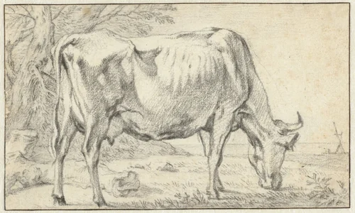 Grazende koe by Paulus Potter, drawing, 1635-1654