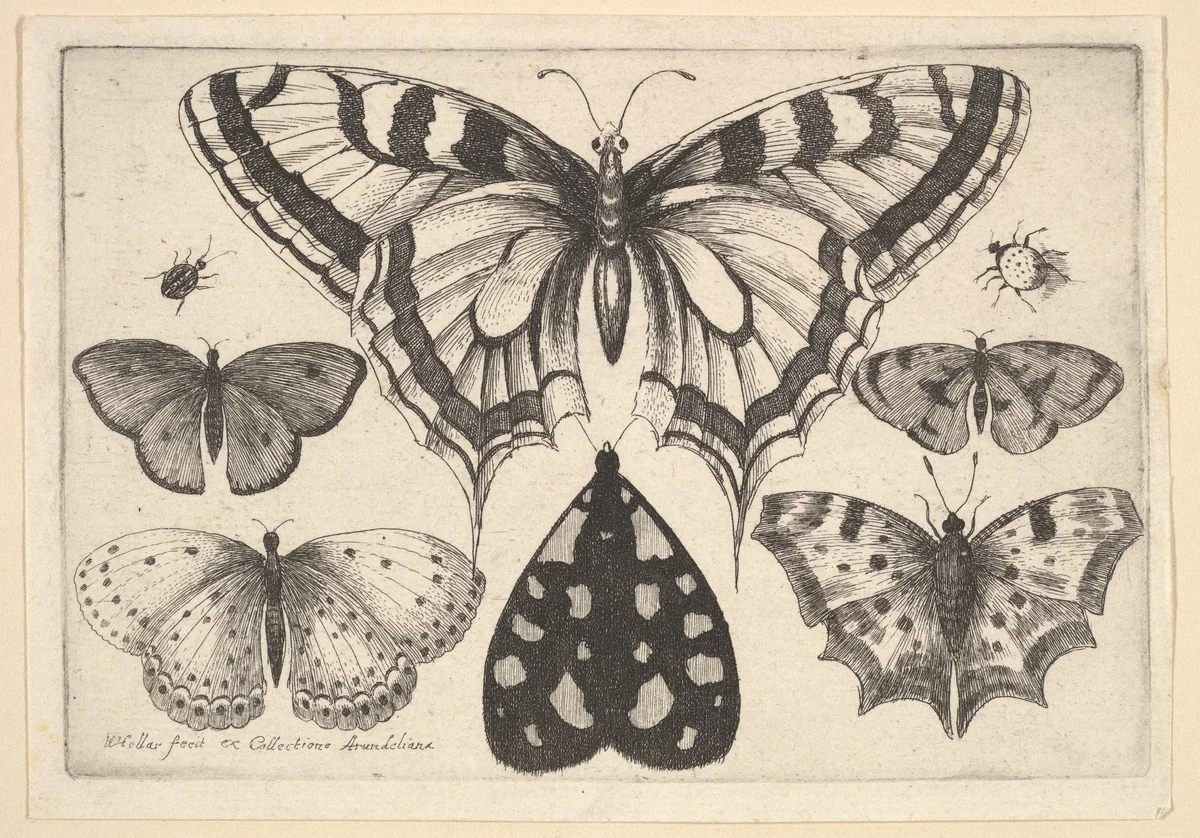 Five Butterflies, a Moth and Two Beetles by Wenceslaus Hollar, print, 1646