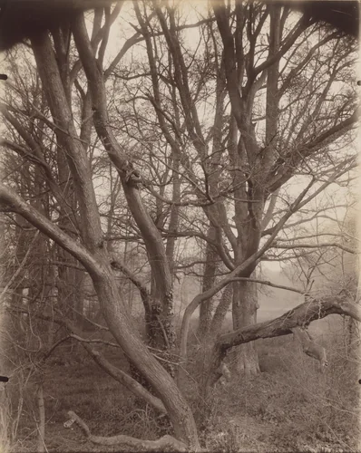 Saint-Cloud by Eugène Atget, photograph, 1926