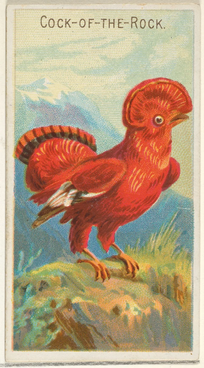 Cock-of-the-Rock, from the Birds of the Tropics series (N5) for Allen & Ginter Cigarettes Brands by Allen & Ginter, print, 1889