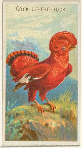 Cock-of-the-Rock, from the Birds of the Tropics series (N5) for Allen & Ginter Cigarettes Brands by Allen & Ginter, print, 1889
