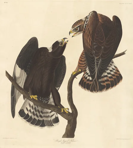 Rough-legged Falcon by Robert Havell, Jr.; John James Audubon, print, 1838